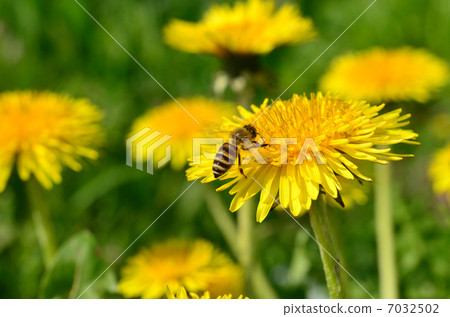 A bee A bee 7032502