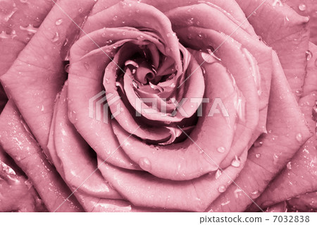 pink rose 7032838