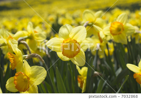 Flower garden of trumpets 7032868