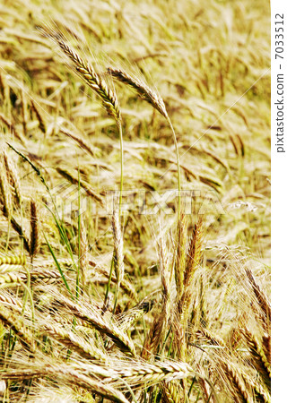 the rye field 7033512