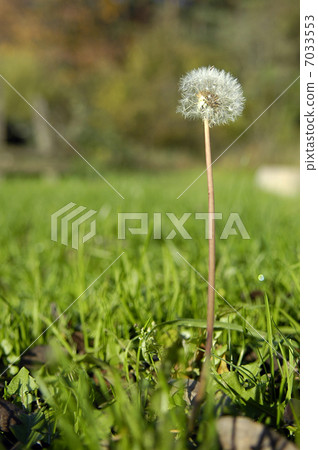 dandelion 7033553