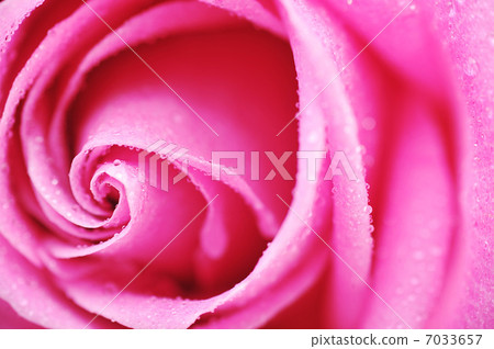 pink rose pink rose 7033657