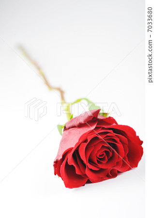 red rose 7033680