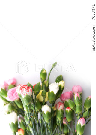 flowers carnation 7033871