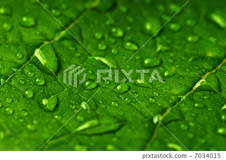 green leaf green leaf 7034015