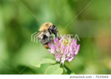 Bee on flower 7034069