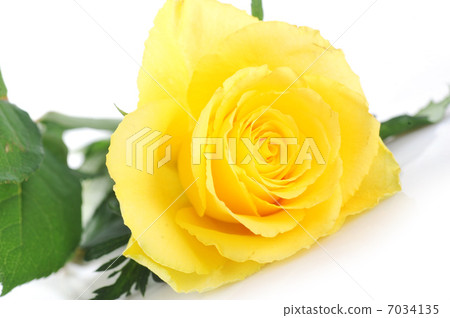 yellow rose yellow rose 7034135