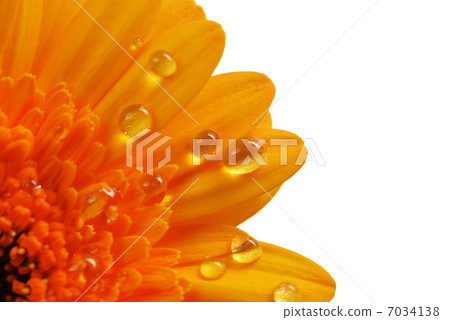 yellow gerbera yellow gerbera 7034138