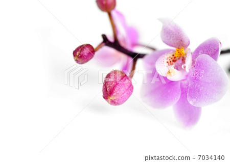 Flowers of beautiful orchid isolated Flowers of beautiful orchid isolated 7034140