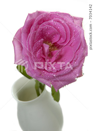 pink rose 7034142
