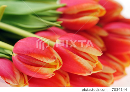 red tulips red tulips 7034144
