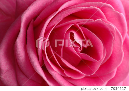 pink rose pink rose 7034317