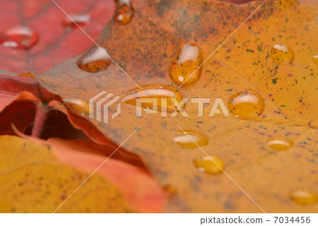 wet leaves of maple 7034456