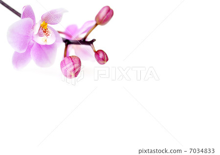 Flowers of beautiful orchid isolated 7034833