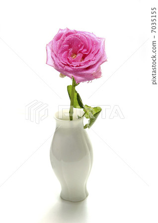 pink rose 7035155