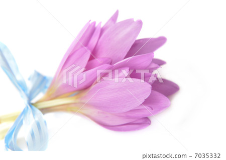bouquet of crocus bouquet of crocus 7035332