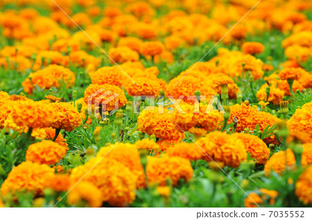 orange marigolds orange marigolds 7035552
