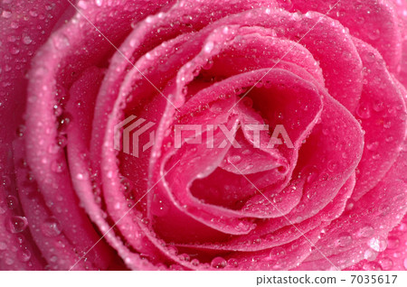 pink rose macro 7035617