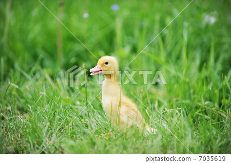 duckling on green grass 7035619