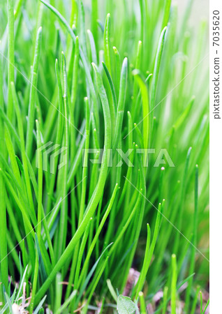 green grass close up green grass close up 7035620