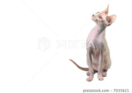 Egyptian bald cat 7035621