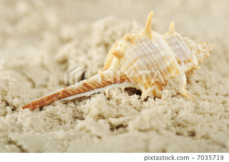 Cockleshells and sand Cockleshells and sand 7035719