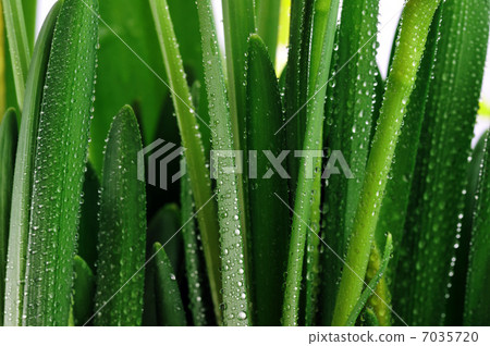 Droplets on green leaves Droplets on green leaves 7035720