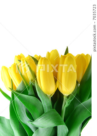 yellow tulips yellow tulips 7035723