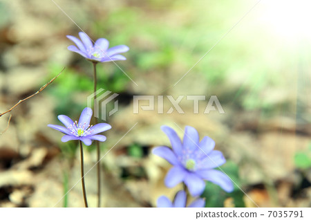 Blossoming hepatica 7035791