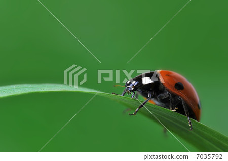 Ladybug on grass 7035792