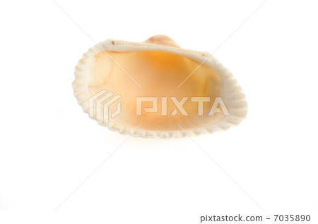 sea shell close up isolated on white sea shell close up isolated on white 7035890
