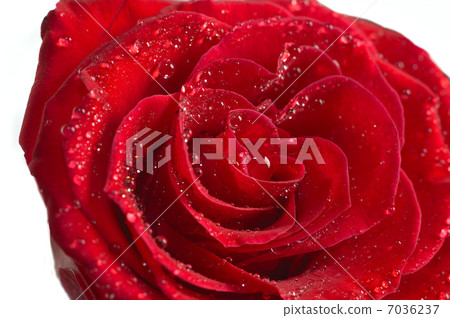 red rose macro 7036237