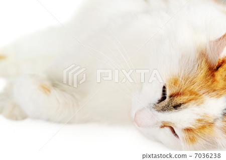 white cat with russet stains 7036238