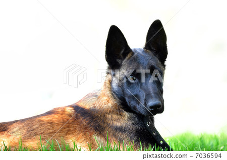 belgian malinois belgian malinois 7036594