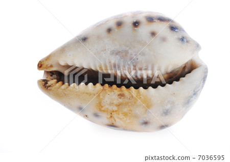 sea cockleshell lies on white 7036595