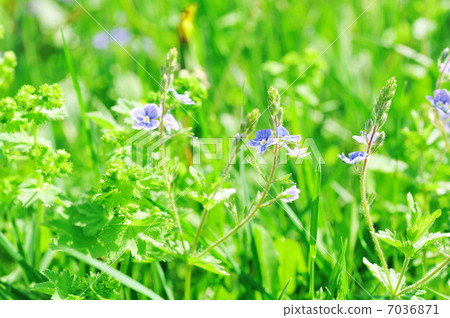 flowers blooming flowers blooming 7036871