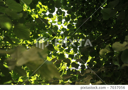 deciduous tree 7037056