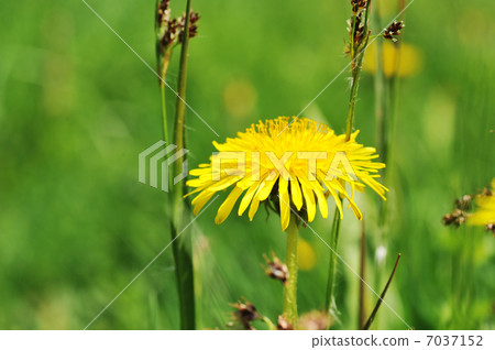 Dandelions blooming Dandelions blooming 7037152