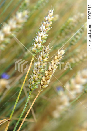 wheat field wheat field 7037212