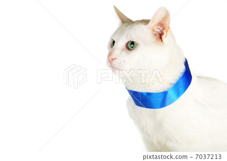 cat with blue ribbon cat with blue ribbon 7037213