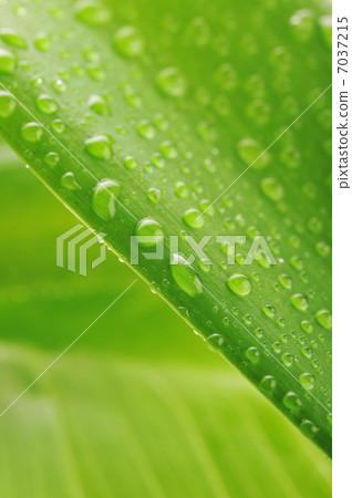 green plant leaf with water drops green plant leaf with water drops 7037215