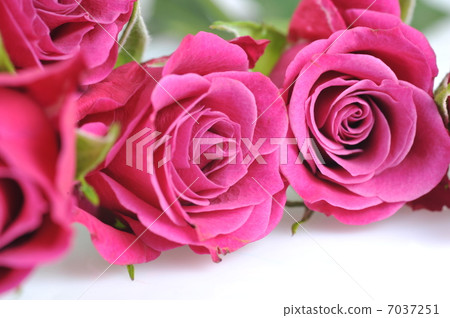 rose macro rose macro 7037251
