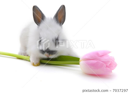 small rabbit with flower 7037297