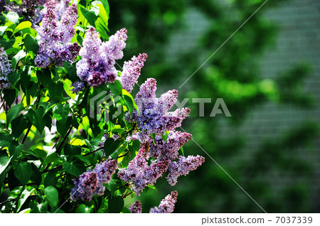 purple lilacs purple lilacs 7037339