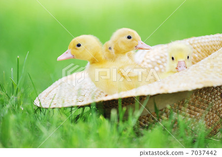 fluffy ducklings 7037442
