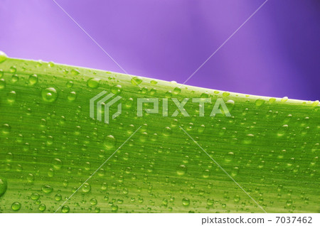 green leaf and water drop green leaf and water drop 7037462