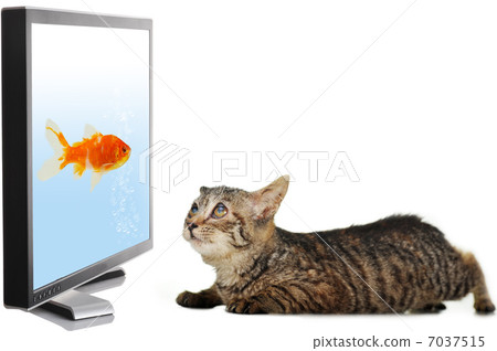 Cat looking at fish Cat looking at fish 7037515