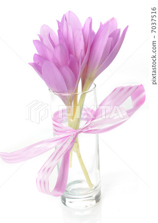 bouquet of crocus bouquet of crocus 7037516