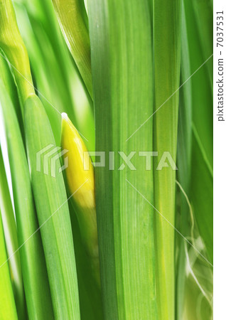 yellow daffodil buds 7037531