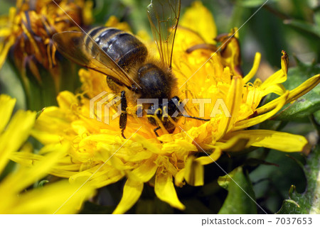 bee gathering honey bee gathering honey 7037653